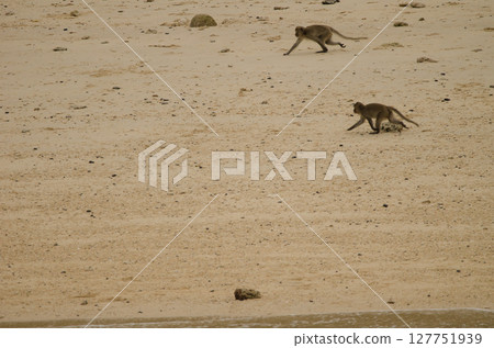 Rhesus macaques walking. Rhesus macaques walking. 127751939