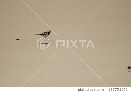 White wagtail walking. White wagtail walking. 127751951