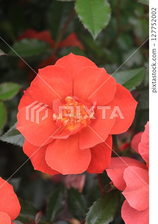 A red rose 127752002