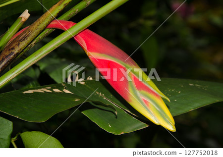 Closed flower of crane flower. Closed flower of crane flower. 127752018