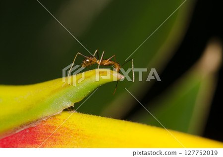 Yellow crazy ant. 127752019