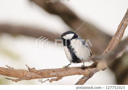 Cinereous tit Parus cinereus. Cinereous tit Parus cinereus. 127752023
