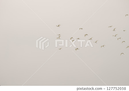 Flock of little egret in flight. 127752038