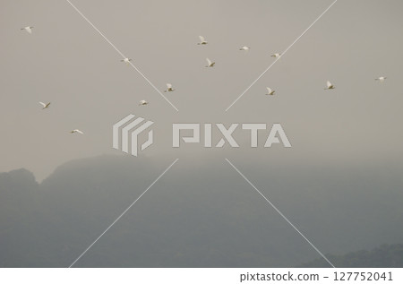 Flock of little egret in flight. Flock of little egret in flight. 127752041