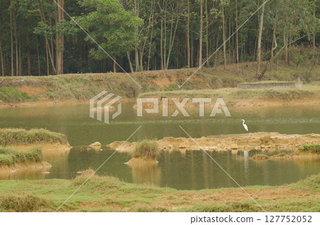 Eastern great egret. 127752052