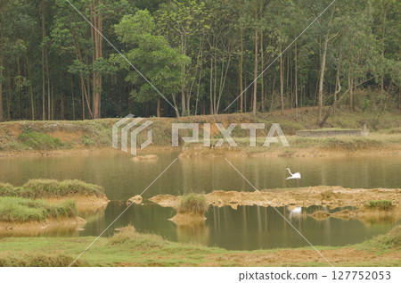 Eastern great egret taking flight. 127752053