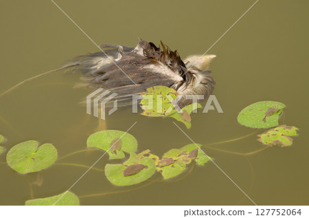 Drowned hen in a lagoon. 127752064