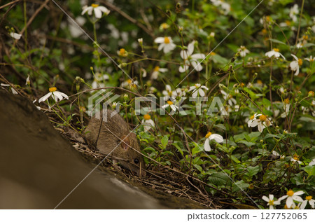 Rat among flowers. Rat among flowers. 127752065