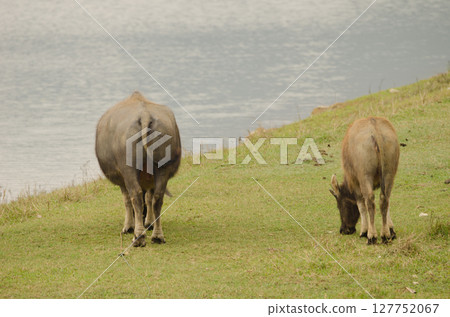 Water buffaloes grazing. 127752067