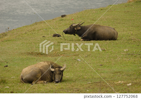 Water buffaloes resting. Water buffaloes resting. 127752068