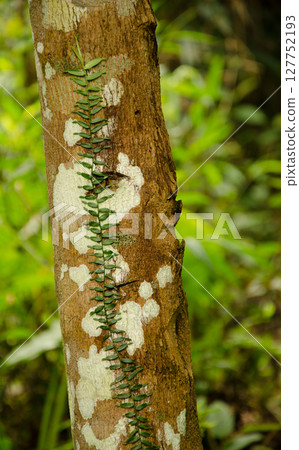 Pothos sp. on a tree trunk. 127752193