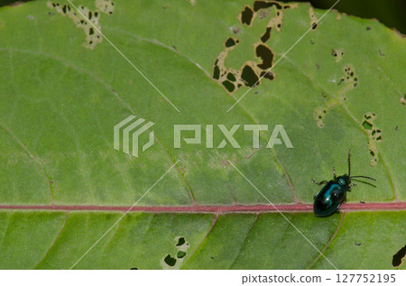 Leaf beetle with a drop of water. 127752195