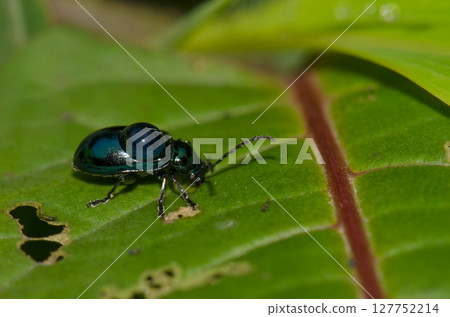 Leaf beetle with a drop of water. 127752214