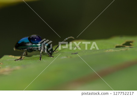 Leaf beetle with a drop of water. Leaf beetle with a drop of water. 127752217