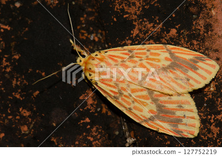 Moth Barsine sp. Moth Barsine sp. 127752219