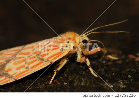 Moth Barsine sp. Moth Barsine sp. 127752220