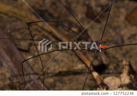 Detail of a harvestman. 127752236