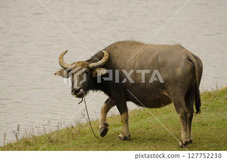 Water buffalo Bubalus bubalis. 127752238