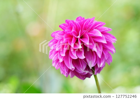 A cute pink dahlia shaped like a ball A cute pink dahlia shaped like a ball 127752246