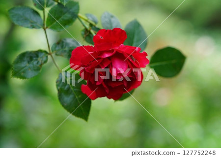 Close-up of a single red rose 127752248