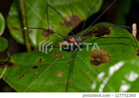 Harvestman on a leaf. 127752268