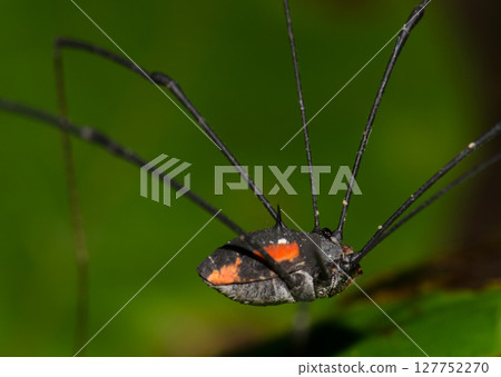Detail of a harvestman. 127752270