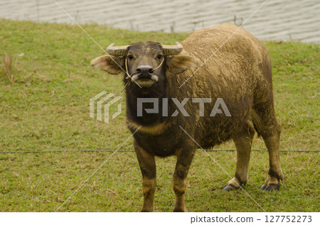 Water buffalo in threatening attitude. Water buffalo in threatening attitude. 127752273