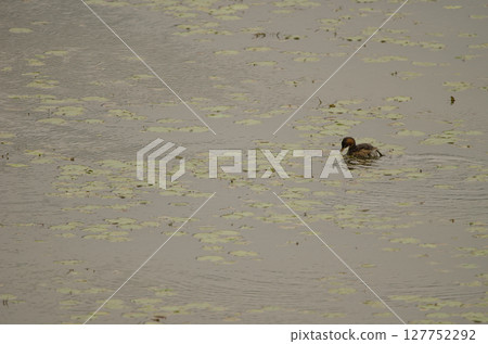 Little grebe feeding. Little grebe feeding. 127752292