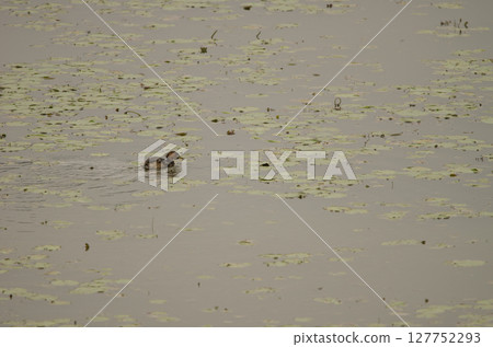 Little grebe in breeding plumage. Little grebe in breeding plumage. 127752293