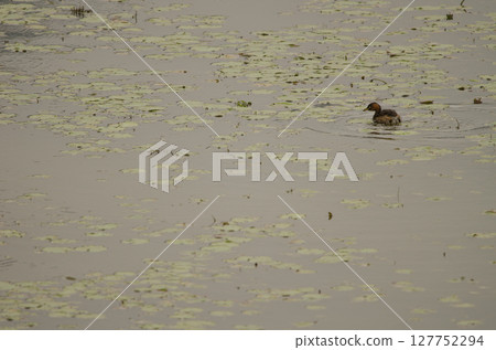 Little grebe in breeding plumage. Little grebe in breeding plumage. 127752294