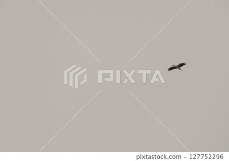 Asian openbill in flight. 127752296