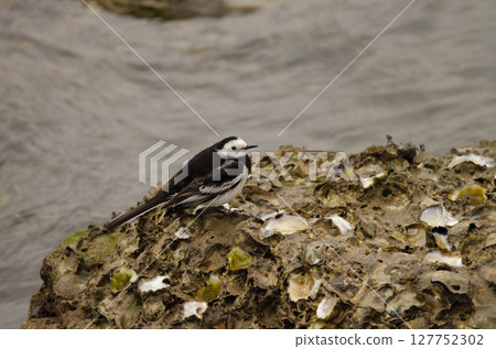 White wagtail Motacilla alba. 127752302