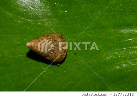 Snail on a leaf. Snail on a leaf. 127752318