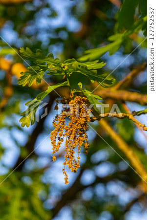Oak branches with green leaves and flowers with stamens Oak branches with green leaves and flowers with stamens 127752537