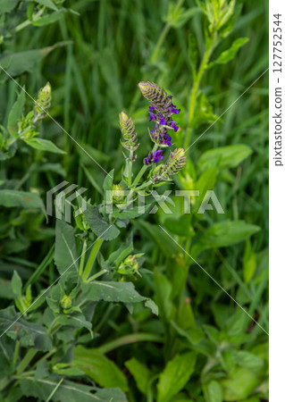 Salvia nemorosa, forest sage, beautiful bright color, violet blue flowers in bloom, muscadine flowering ornamental plants in the garden 127752544