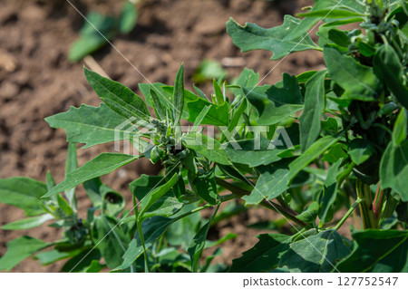 Chenopodium album, edible plant, common names include lamb's quarters, melde, goosefoot, white goosefoot, wild spinach, bathua and fat-hen 127752547