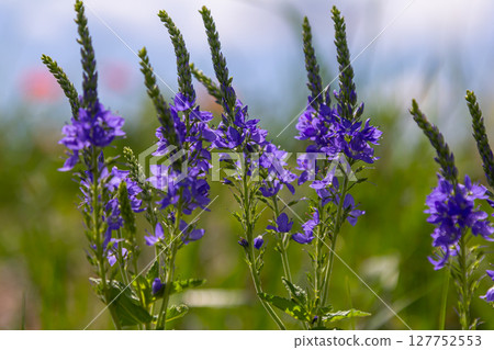 Veronica spicata spiked speedwell syn. Pseudolysimachion spicatum is a species of flowering plant in the family Plantaginaceae 127752553