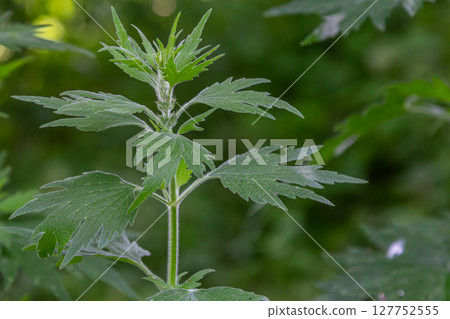 Leonurus cardiaca, known as motherwort. Other common names include throw-wort, lion's ear, and lion's tail. Medicinal plant. Grows in nature 127752555