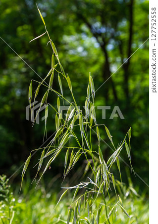 Fatua oatmeal. Stem, leaf and hanging ears of wild oats. Grasses 127752558