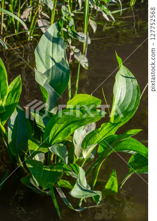 Phreatophyte. American water plantain Alisma plantago-aquatica in swampy-forest river water. Northeast Europe grow on river bank washed away by current, spring water erosion Phreatophyte. American water plantain Alisma plantago-aquatica in swampy-forest river water. Northeast Europe grow on river bank washed away by current, spring water erosion 127752568