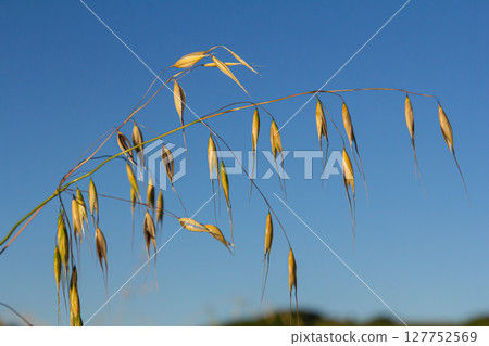 Fatua oatmeal. Stem, leaf and hanging ears of wild oats. Grasses Fatua oatmeal. Stem, leaf and hanging ears of wild oats. Grasses 127752569