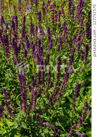 Salvia nemorosa, forest sage, beautiful bright color, violet blue flowers in bloom, muscadine flowering ornamental plants in the garden Salvia nemorosa, forest sage, beautiful bright color, violet blue flowers in bloom, muscadine flowering ornamental plants in the garden 127752570
