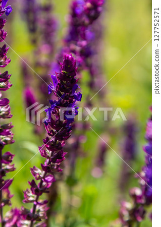 Salvia nemorosa, forest sage, beautiful bright color, violet blue flowers in bloom, muscadine flowering ornamental plants in the garden 127752571