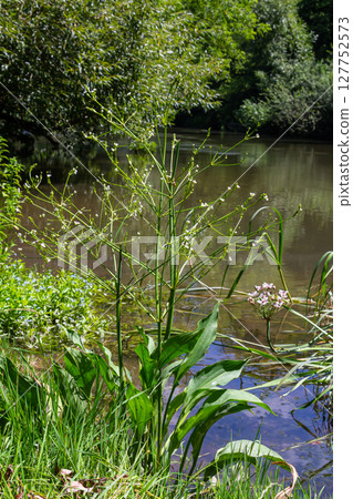 Phreatophyte. American water plantain Alisma plantago-aquatica in swampy-forest river water. Northeast Europe grow on river bank washed away by current, spring water erosion 127752573