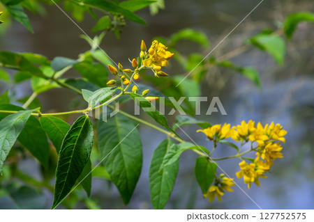 Lysimachia vulgaris flower, the garden loosestrife, yellow loosestrife, or garden yellow loosestrife, blooming in summer. Beautiful yellow floral background Lysimachia vulgaris flower, the garden loosestrife, yellow loosestrife, or garden yellow loosestrife, blooming in summer. Beautiful yellow floral background 127752575