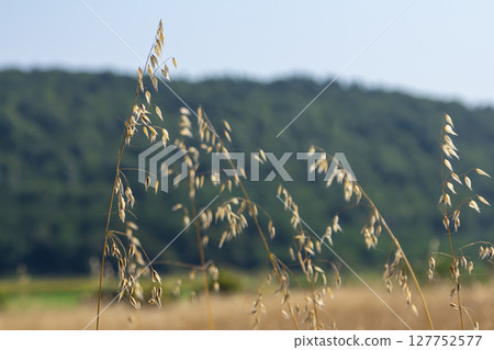 Fatua oatmeal. Stem, leaf and hanging ears of wild oats. Grasses 127752577
