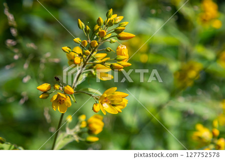Lysimachia vulgaris flower, the garden loosestrife, yellow loosestrife, or garden yellow loosestrife, blooming in summer. Beautiful yellow floral background 127752578