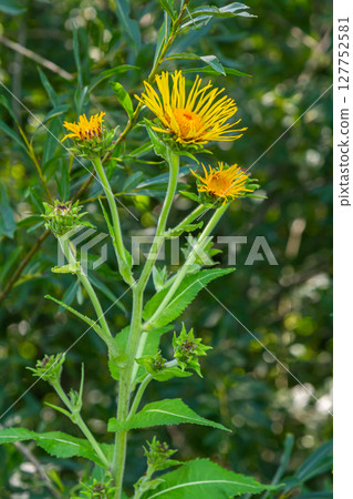 Elecampane flowers blooming, Inula helenium, with green leaves background Elecampane flowers blooming, Inula helenium, with green leaves background 127752581
