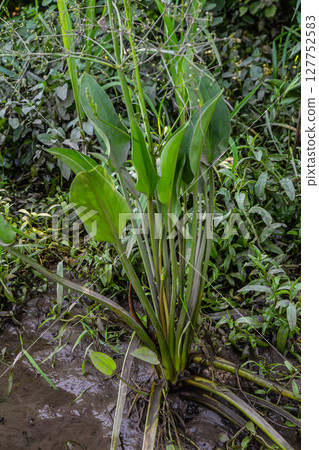 Phreatophyte. American water plantain Alisma plantago-aquatica in swampy-forest river water. Northeast Europe grow on river bank washed away by current, spring water erosion Phreatophyte. American water plantain Alisma plantago-aquatica in swampy-forest river water. Northeast Europe grow on river bank washed away by current, spring water erosion 127752583