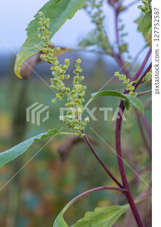 Chenopodium album, edible plant, common names include lamb's quarters, melde, goosefoot, white goosefoot, wild spinach, bathua and fat-hen 127752587
